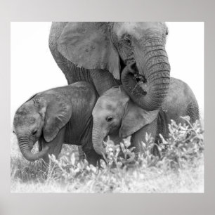 Póster Elefante y dos terneros Samburu
