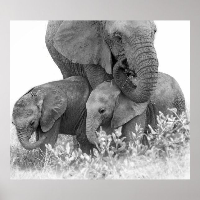 Póster Elefante y dos terneros | Samburu (Frente)