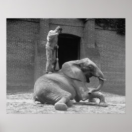 Póster Elefante Zoológico de Central Park, 1922. Foto de
