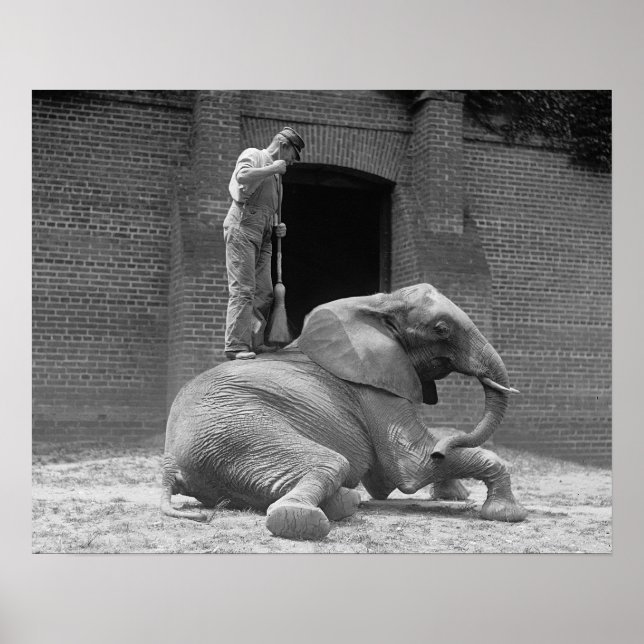 Póster Elefante Zoológico de Central Park, 1922. Foto de  (Frente)
