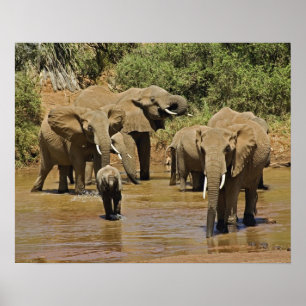 Póster Elefantes africanos, Loxodonta Africana, Samburu