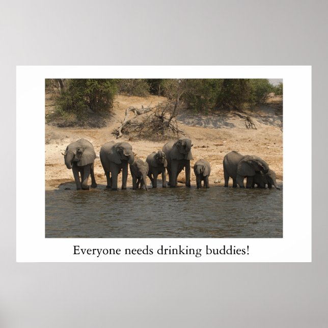 Póster Elefantes bebiendo del río Chobe (Frente)