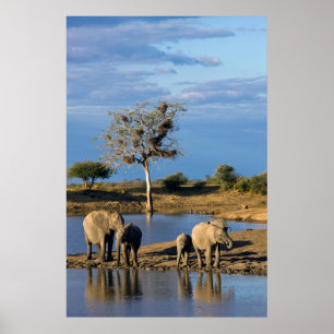 Póster Elefantes de la sabana africana (Loxodonta African