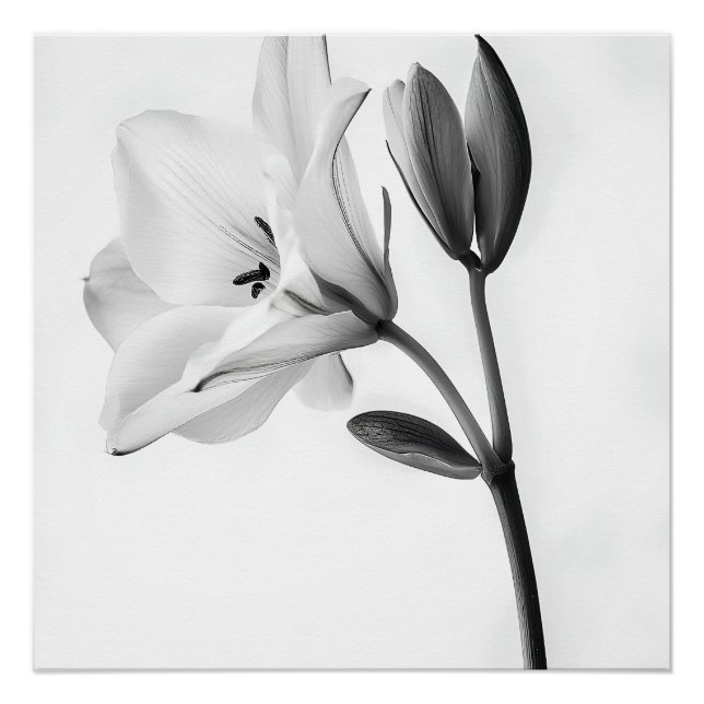 Póster Élégance Florale en Noir et Blanc (Anverso)