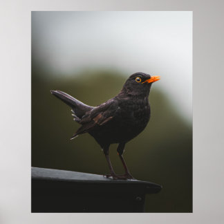 Póster Elegance of the Common Blackbird Fine Art Poster