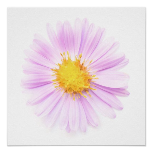 Póster Elegance single flower (Anverso)