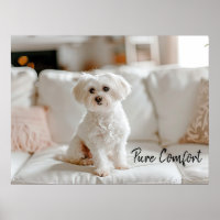 Elegancia acogedora: maltés en el Sofa