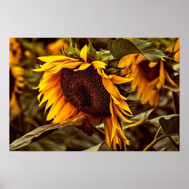 Póster Elegancia de Girasol (Frente)