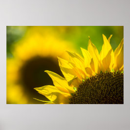 Póster Elegancia de Girasol