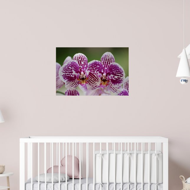 Póster Elegancia del Phalaenopsis (Guardería 2)