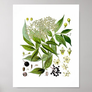 Póster Elegancia del saúco: una botánica vintage