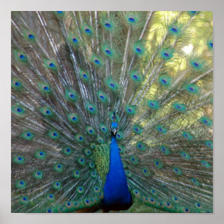 Póster Elegant Peacock