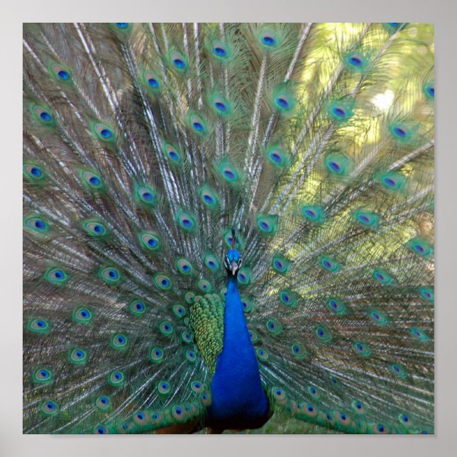 Póster Elegant Peacock (Frente)