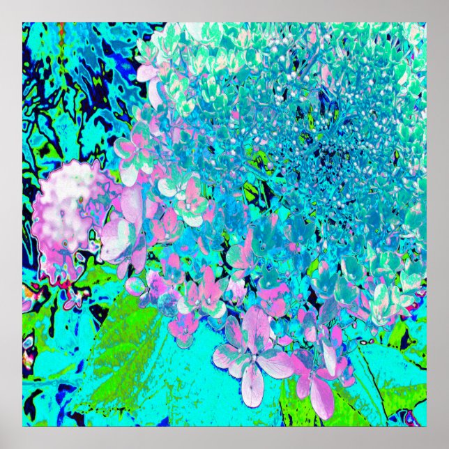 Póster Elegant Pink and Blue Limelight Hydrangea (Frente)