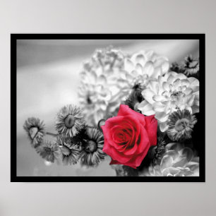 Póster Elegant Red Rose