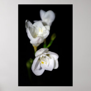 Póster Elegante