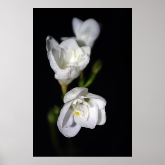 Póster Elegante (Frente)