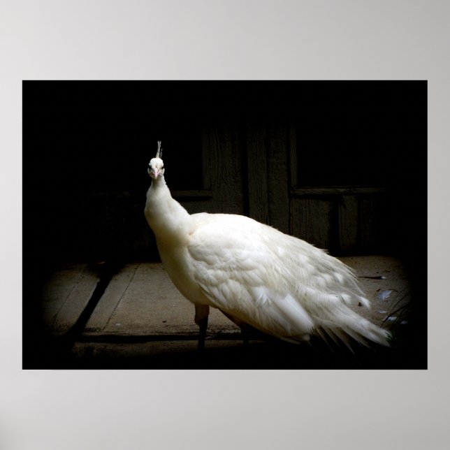 Póster Elegante ave de pavo real blanca foto rústica (Frente)