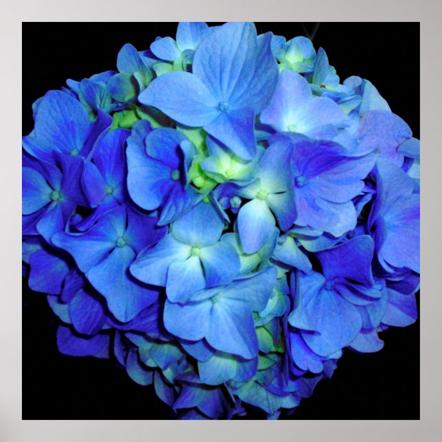 Póster Elegante azul floral rosas azul hortensias azules (Frente)