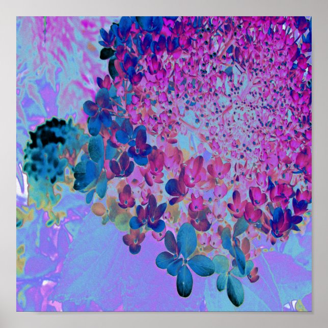 Póster Elegante azul oscuro e hidrangea recta magenta (Frente)
