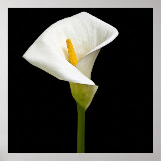 Póster Elegante Cala Lily