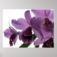 Elegante Cattleya Orchids púrpura