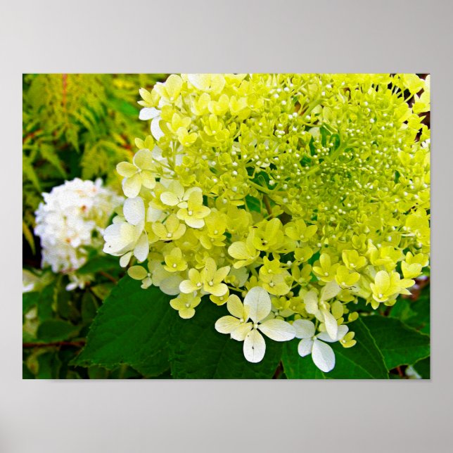 Póster Elegante Chartreuse Green Limelight Hydrangea (Frente)