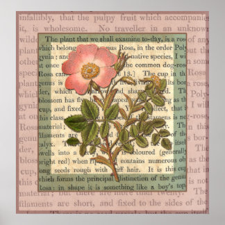 Póster Elegante Collage rosa rosa rosa rosa de época