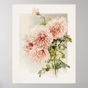 Póster Elegante crianatema rosa de Rubor