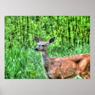 Póster Elegante Doe Female Deer Wildlife Photo