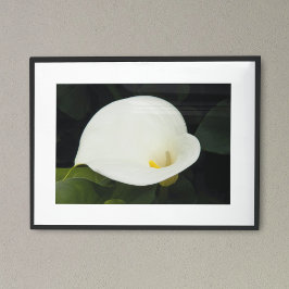 Póster Elegante Flor de Cala Blanca Fotografía Floral