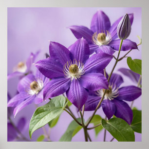 Póster Elegante Flor de Clemátide Púrpura en Flor