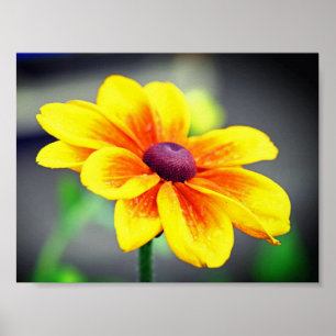 Póster Elegante flor de color amarillo anaranjado único d