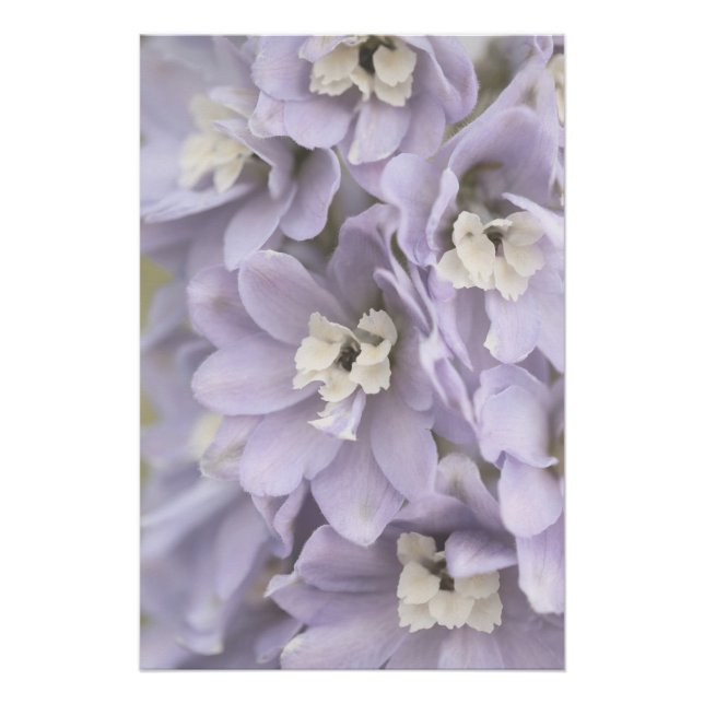 Póster Elegante Flor Púrpura Clara Flores Florales (Anverso)