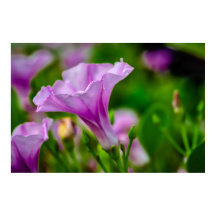 Elegante florecimiento morado en foco