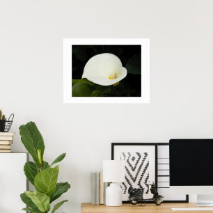 Póster Elegante foto floral de Calla blanca Lily Bloom