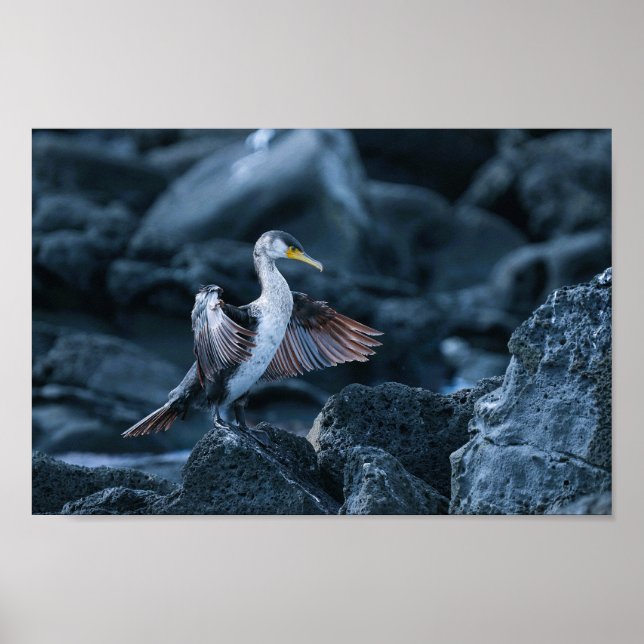 Póster Elegante Gran Pájaro Cormorant (Frente)