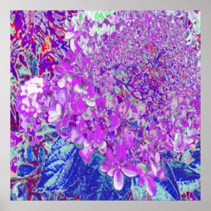 Póster Elegante hidrangea liga púrpura y azul