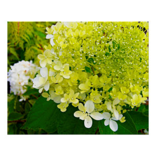 Póster Elegante Hortensia Limelight Verde Chartreuse