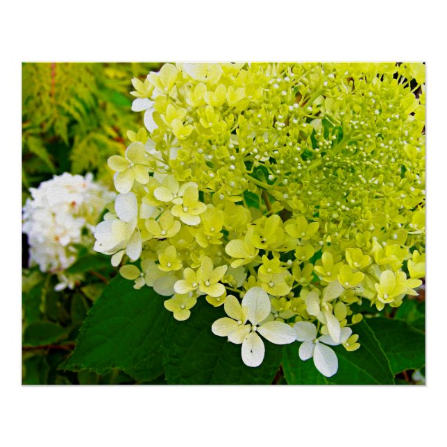 Póster Elegante Hortensia Limelight Verde Chartreuse (Anverso)