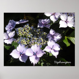 Póster Elegante Hydrangeas