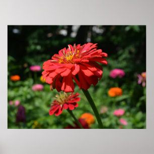 Póster Elegante jardín florido naranja rojo flores rosada
