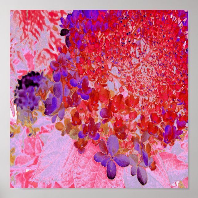 Póster Elegante morado y Naranja Limelight Hydrangea (Frente)