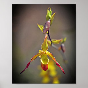Póster Elegante Naranja Orquídea Amarilla Flor Botánica