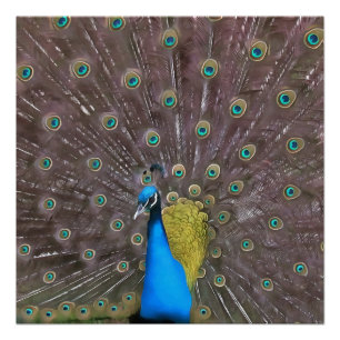 Póster Elegante Pavo Real En Azul Con Cola Afilada