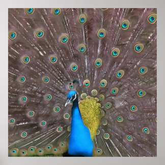 Póster Elegante Pavo Real En Azul Con Cola Afilada
