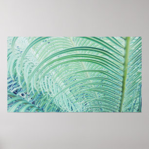 Póster Elegante planta verde suave de hojas de palmera Po
