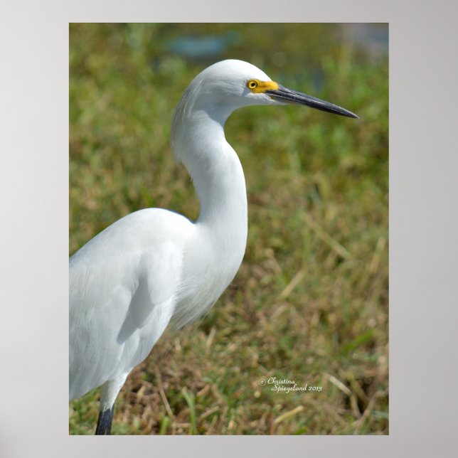 Póster Elegante Poster de aves Egret (Frente)