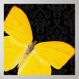 Póster Elegante Poster de Damasco negro con mariposa amar