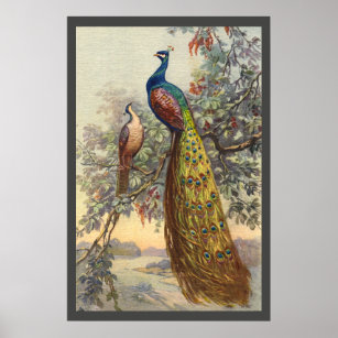Póster Elegante poster de pavo real